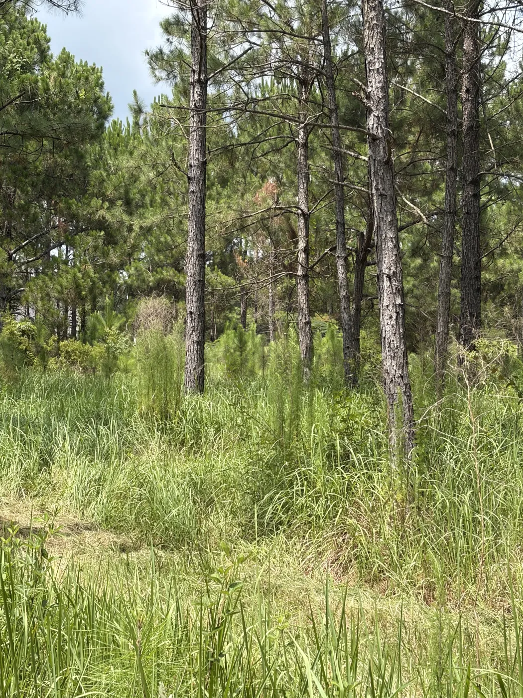 Pine stand choked with tall grass and underbrush before clearing