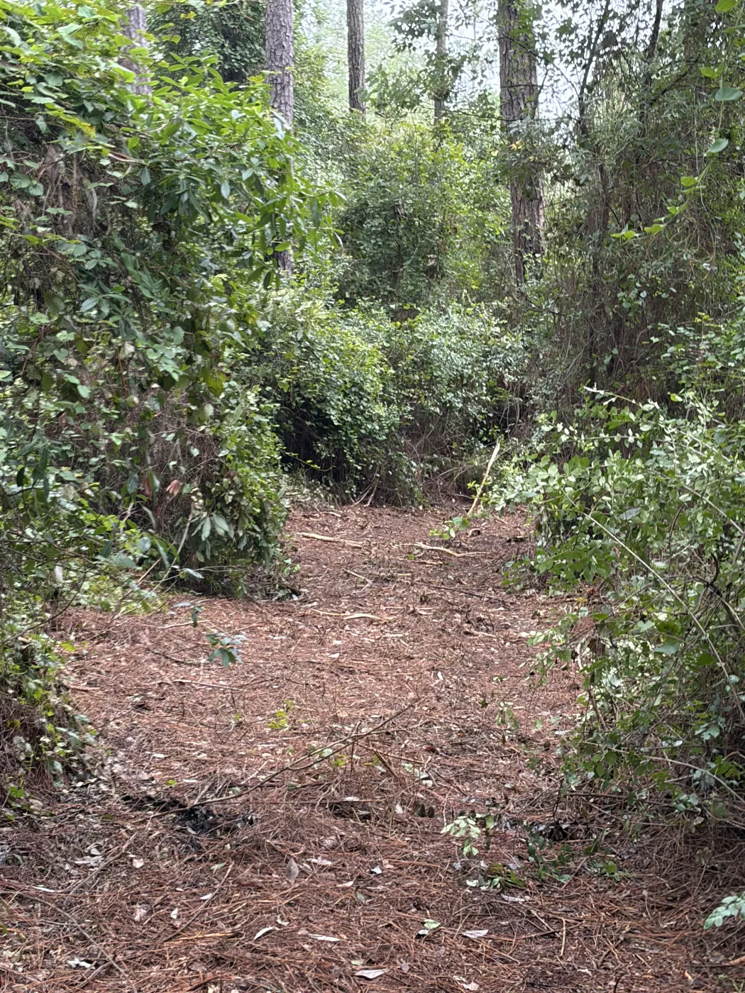 A lane choked by brush before clearing